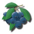 blueberry1